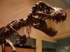 T-Rex